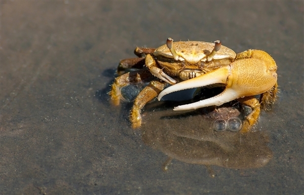 今年你买的阳澄湖大闸蟹可能是假的 蟹还没长大呢