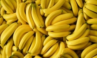 英国研究：因全球变暖 2050年香蕉或将完全消失